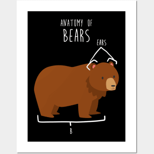 Bear Animal Anatomy Posters and Art